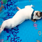 Bulldog loves swimming