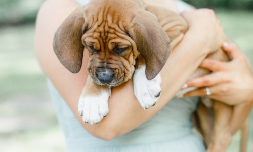 rescued puppies