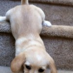 puppies vs. stairs