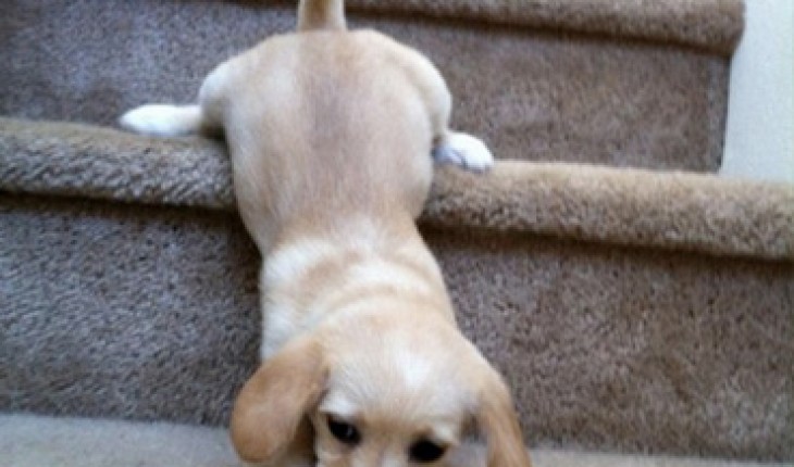 puppies vs. stairs