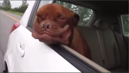 funny canine