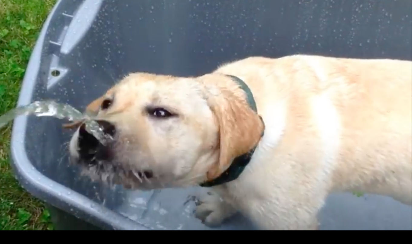 Yellow Lab