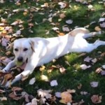 excitable labrador