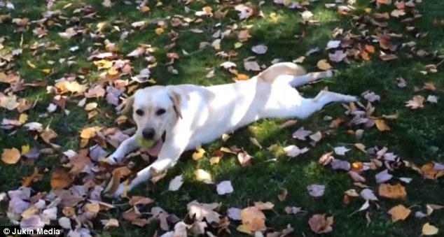 excitable labrador