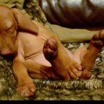 Cutest Vizsla Puppy