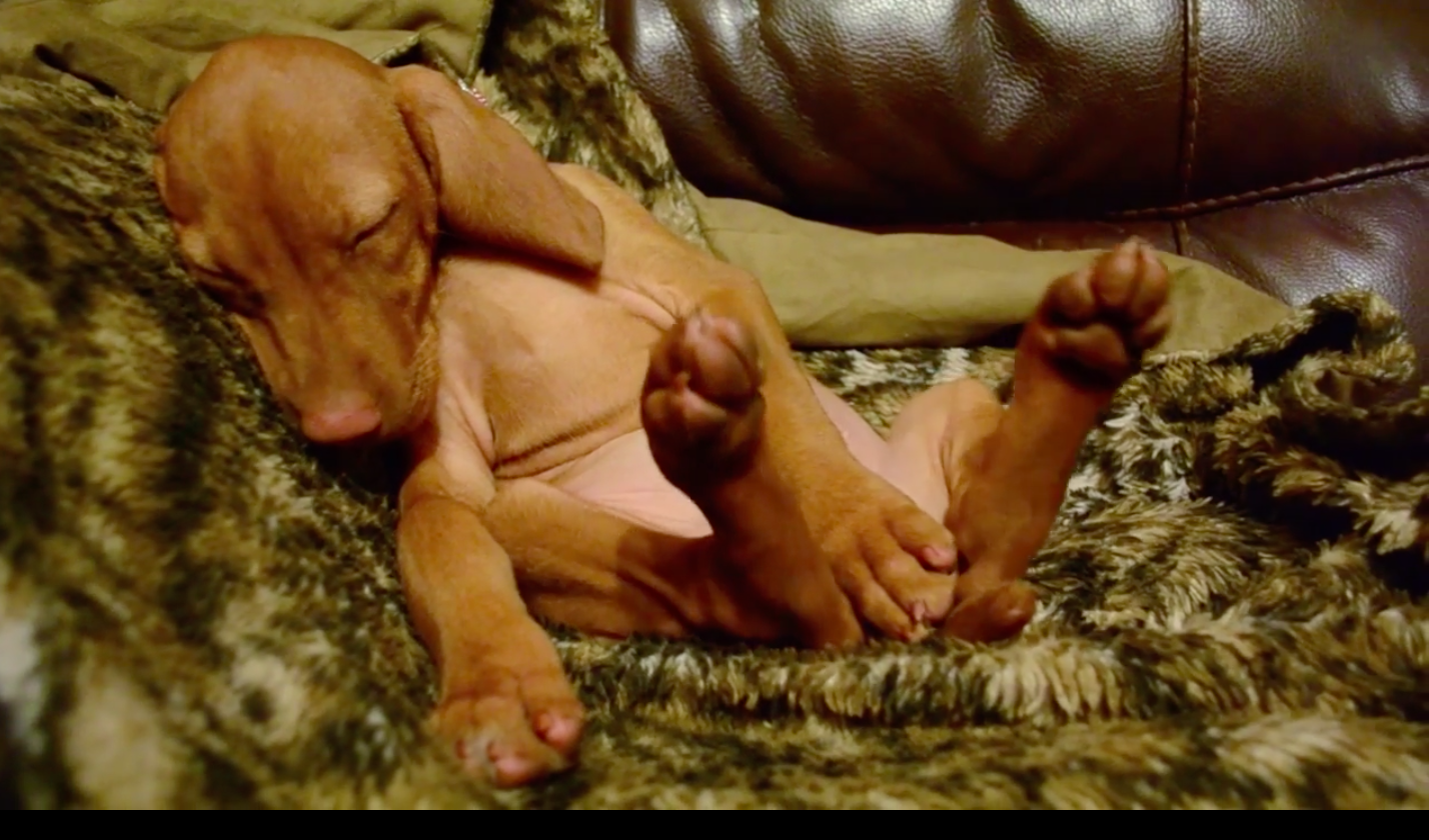 Cutest Vizsla Puppy