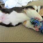 Cute Corgi Playing with Toys