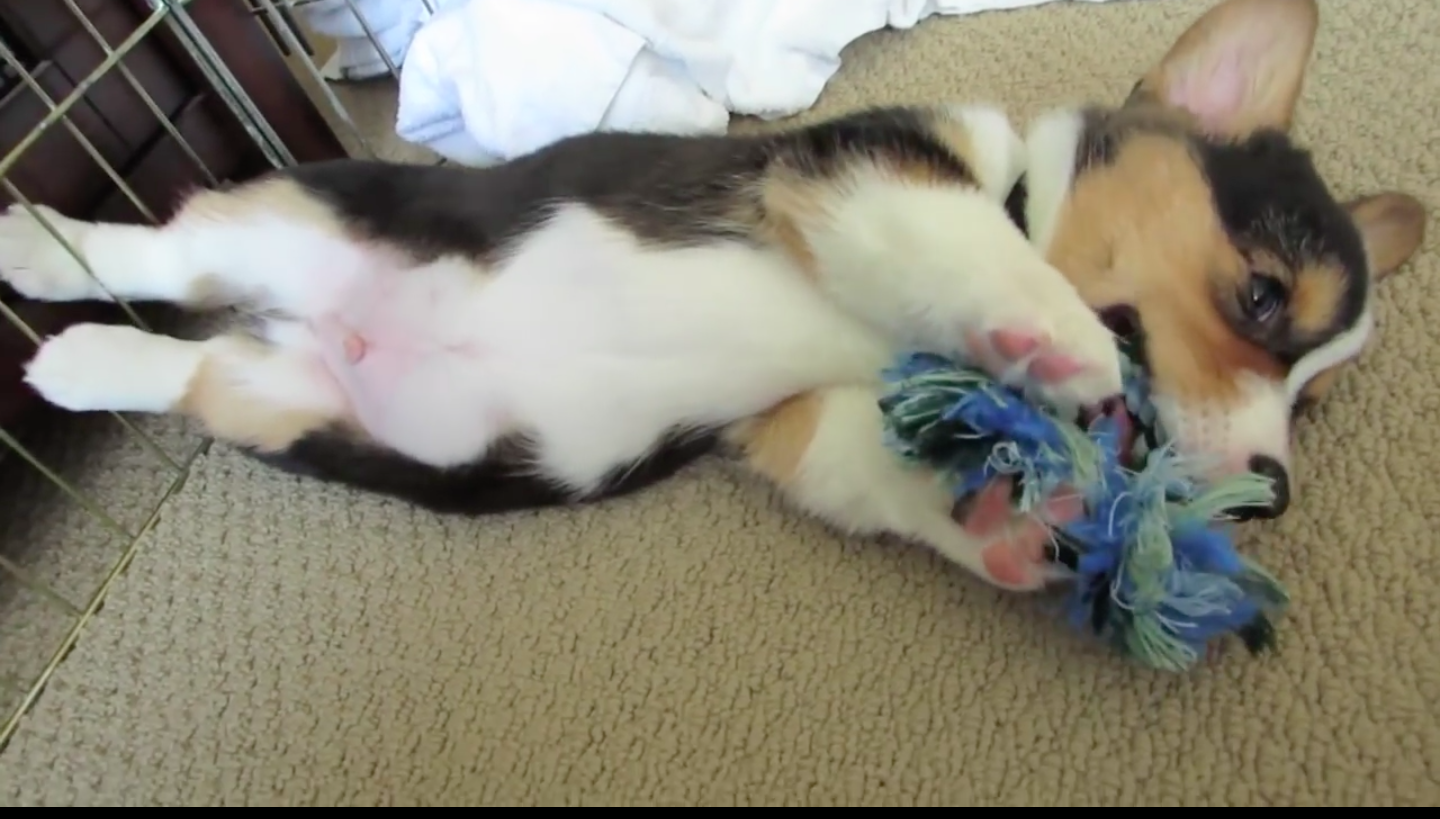 Cute Corgi Playing with Toys