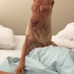 Shar Pei