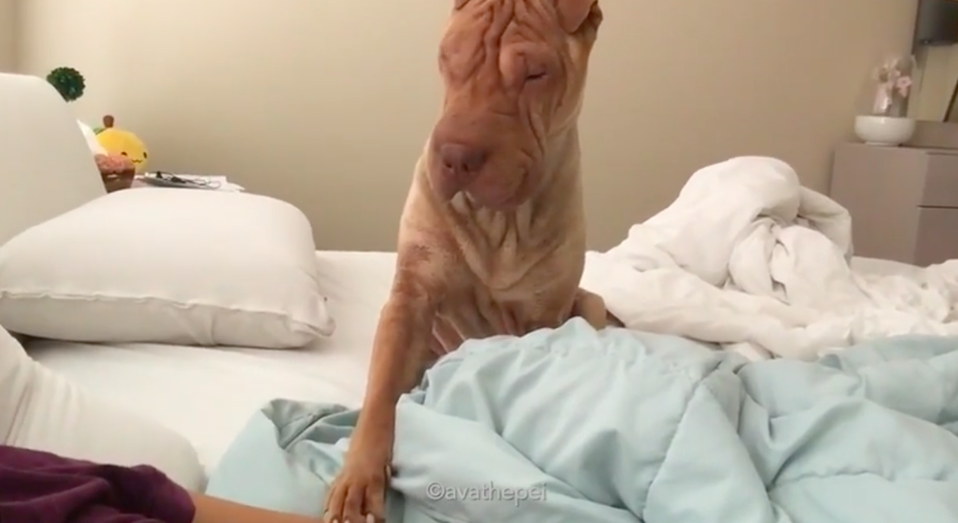 Shar Pei