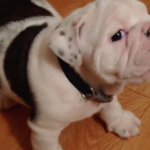 Fussy Bulldog Puppy