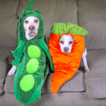 Dog Costumes