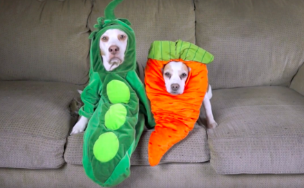 Dog Costumes