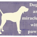 miracles with paws