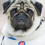 Cubs Fans Come in All Shapes and Sizes