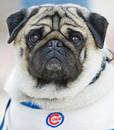 Cubs Fans Come in All Shapes and Sizes