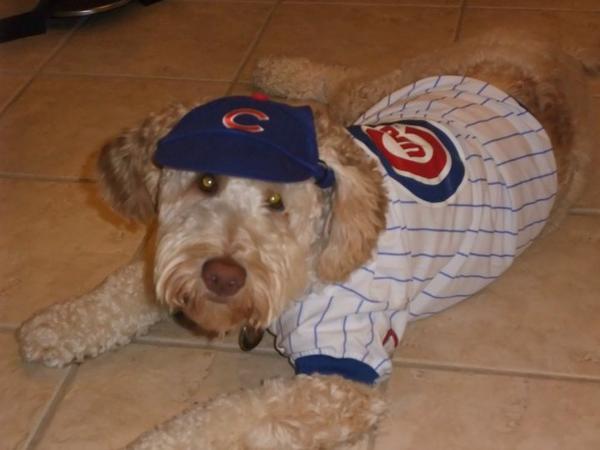 cubs dog jersey