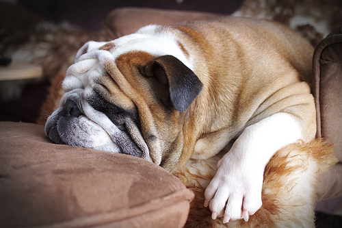 English bulldog