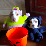 Costumed Dogs