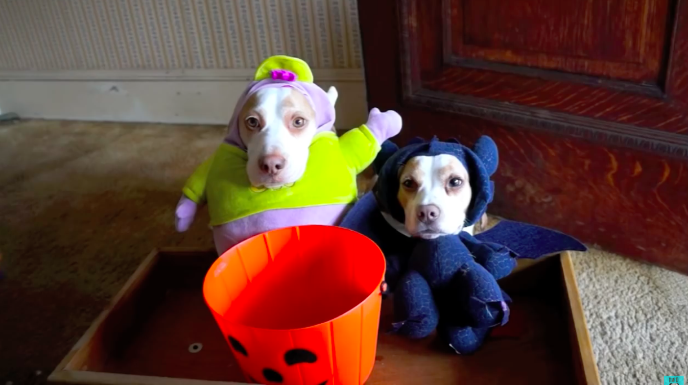 Costumed Dogs