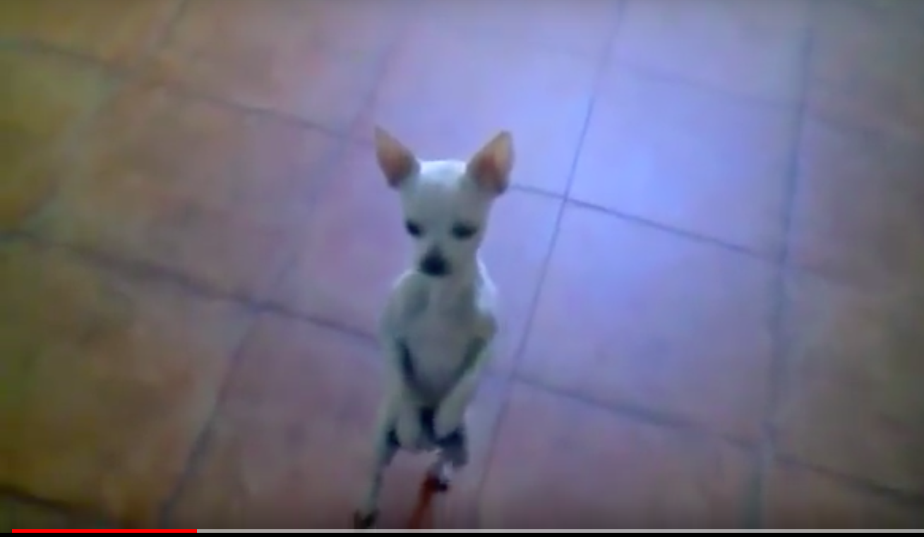 Brazil dancing dog. Собака танцует gif. Пес танцует gif. Собачка служит на задних лапках.