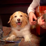 Dog Playing Drums