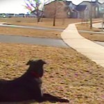 patient dog