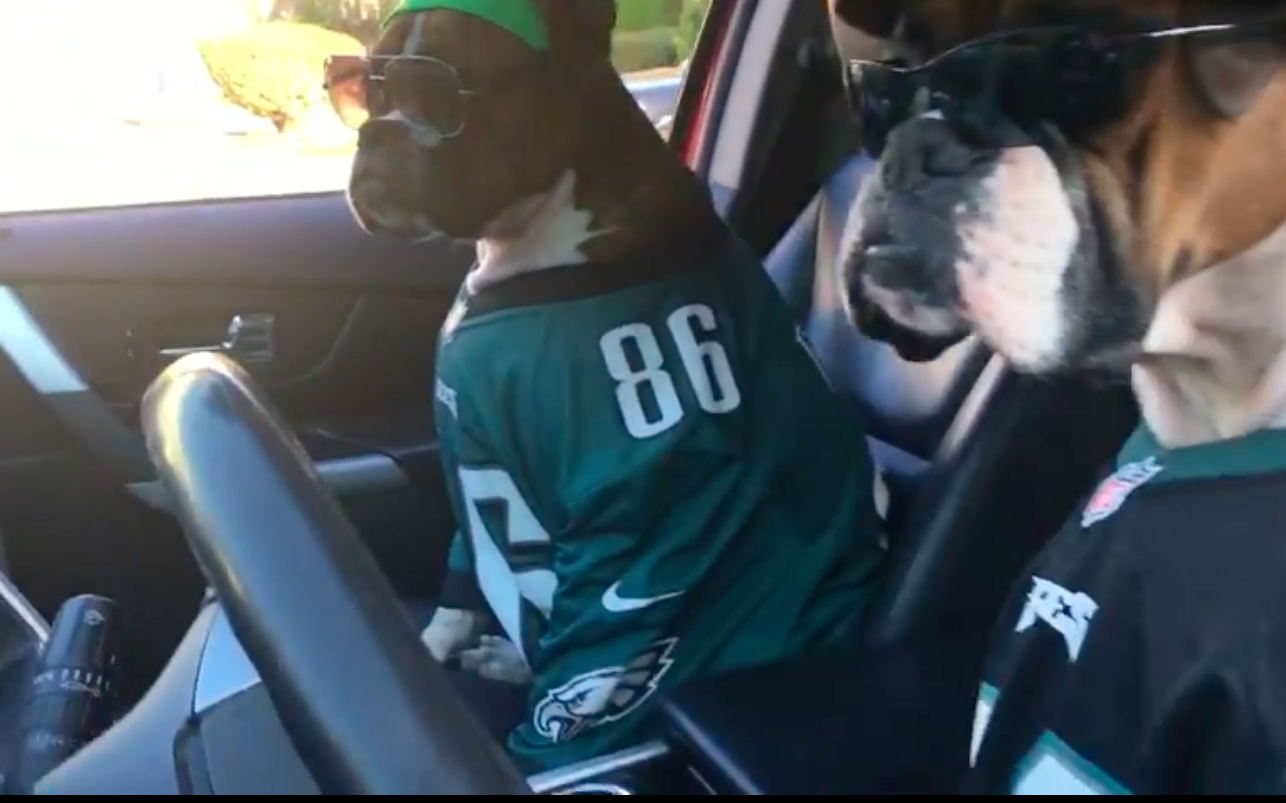 Dogs Get In On Internets Mannequin Challenge Craze Dog Fancast