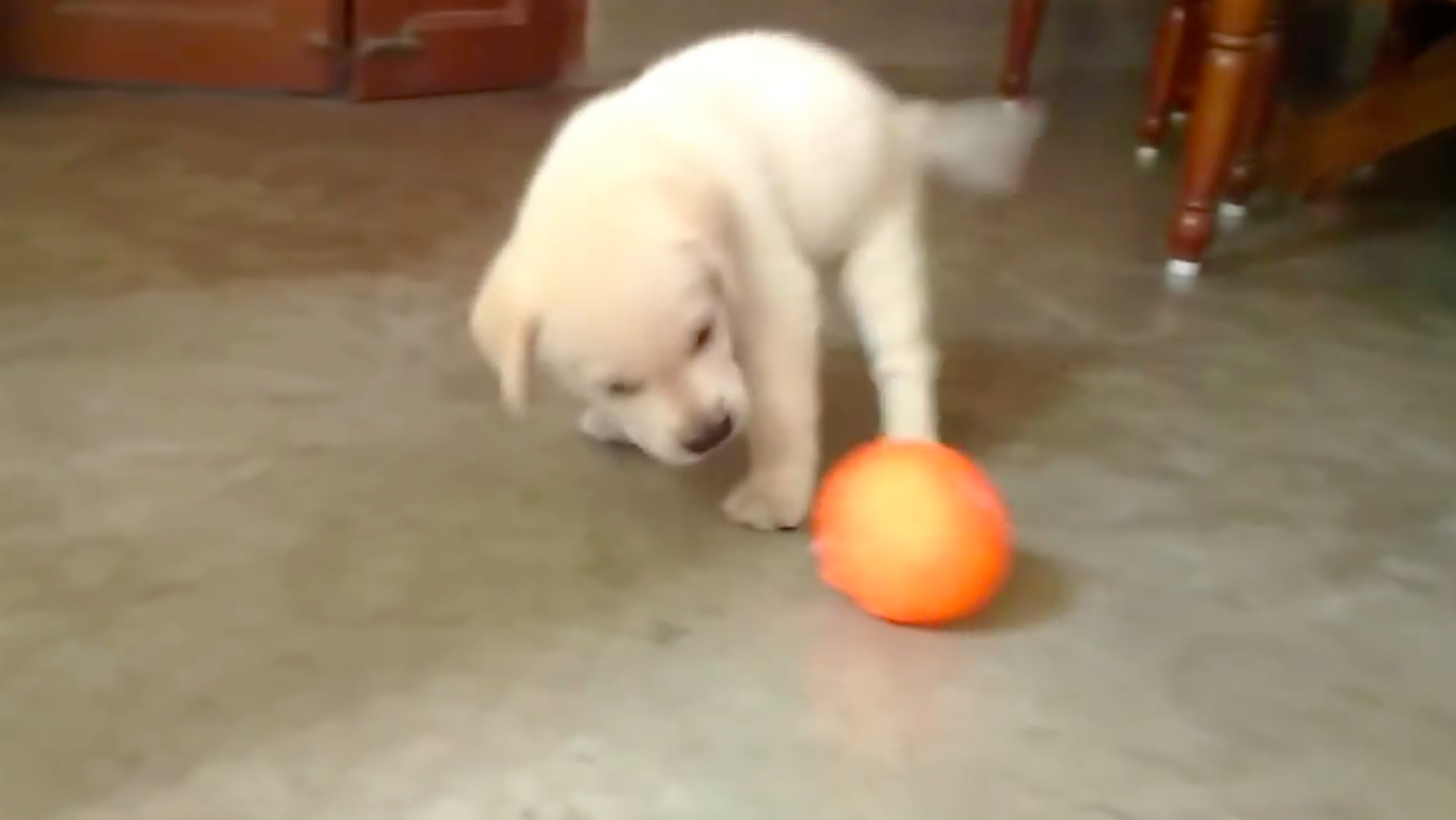 labrador pup