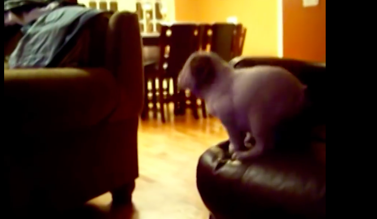 Puppies struggling to get on couch