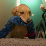 Golden Retriever Takes Different Toy To Bed Daily