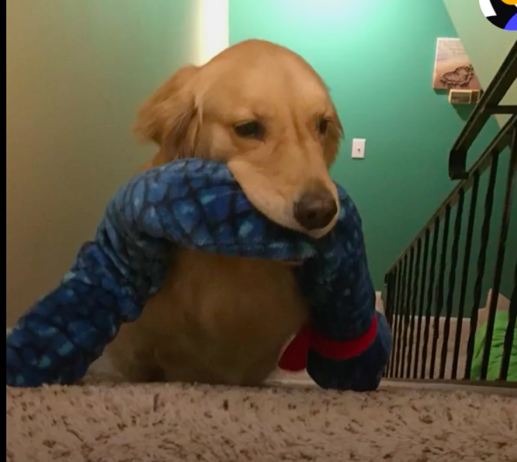 Golden Retriever Takes Different Toy To Bed Daily