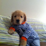 pajama-clad pups