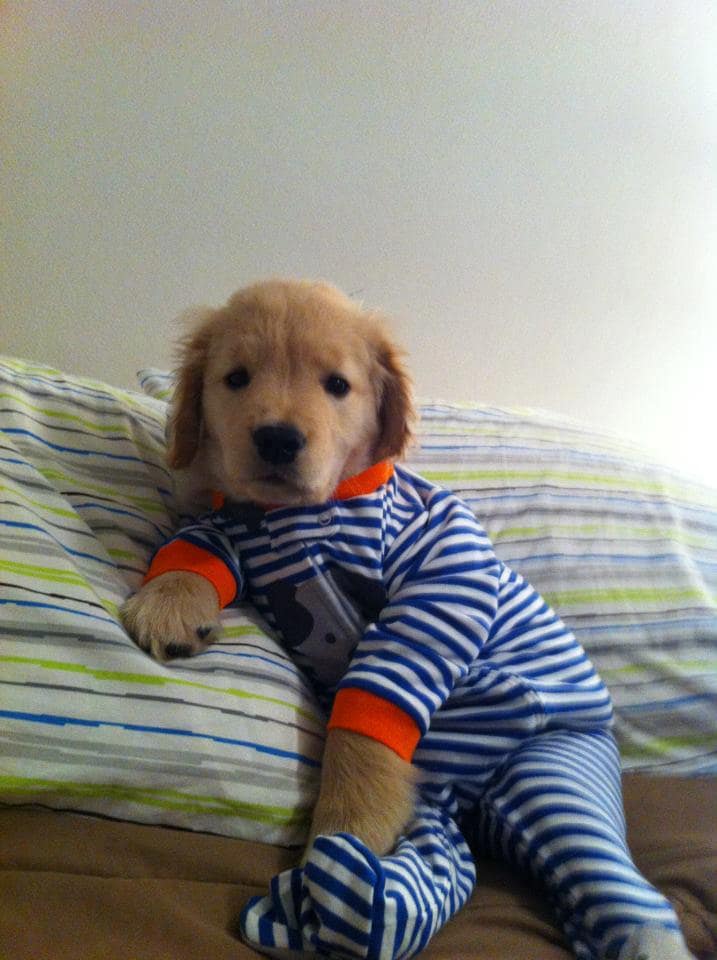 pajama-clad pups