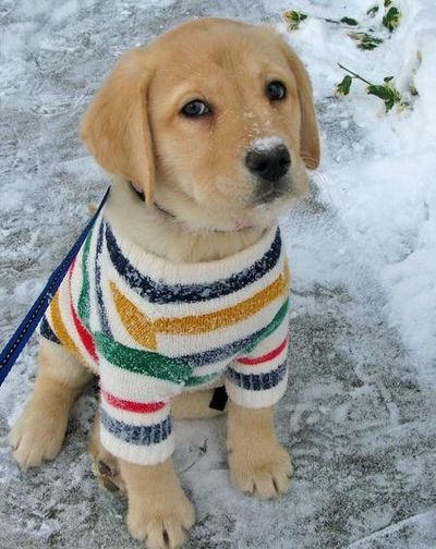 Chilly Temperatures Are Perfect For Dog Sweaters