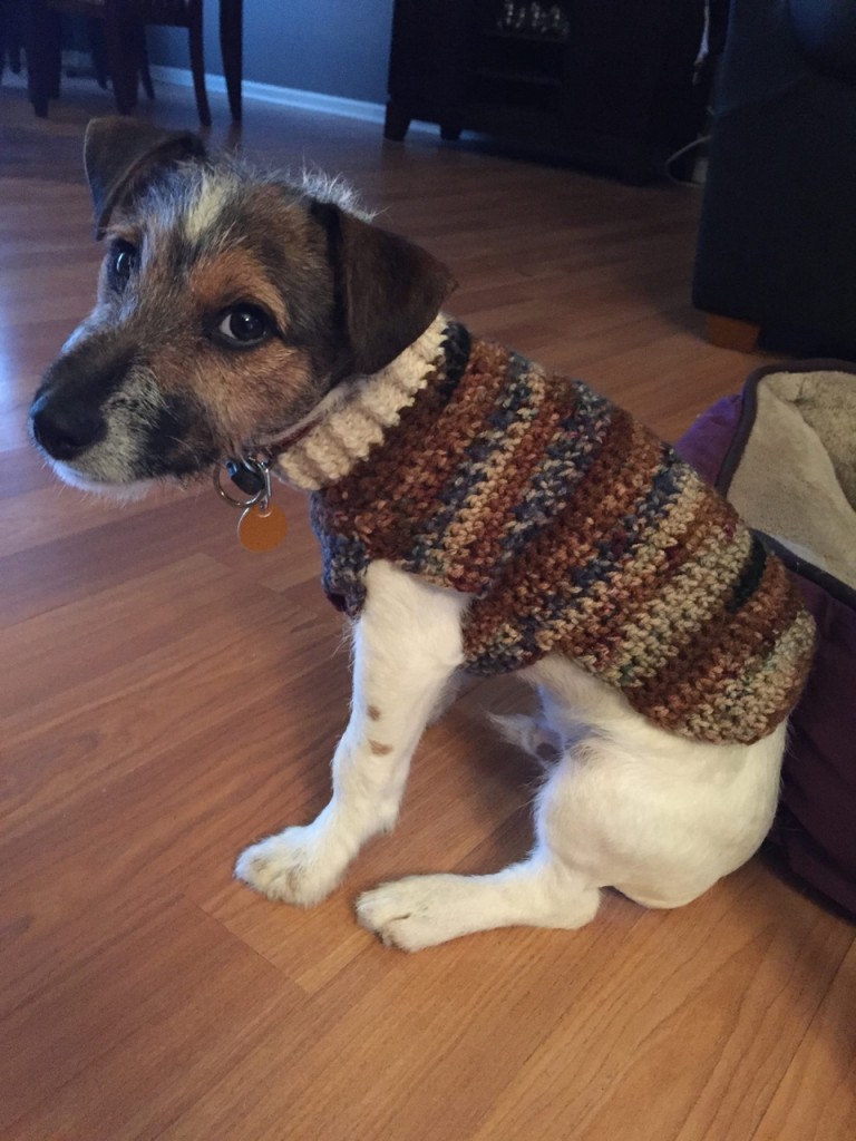 Chilly Temperatures Are Perfect For Dog Sweaters - Dog Fancast