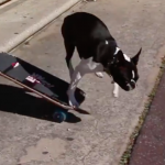 skateboarding dogs