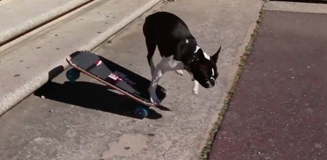 skateboarding dogs