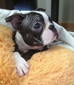 boston terrier