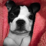 boston terrier