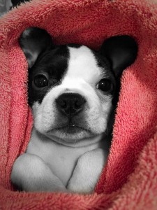 boston terrier