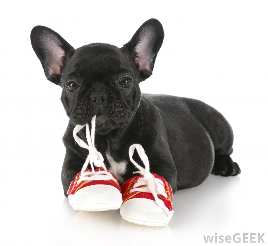 Why Do Dogs Eat Shoes? - Dog Fancast