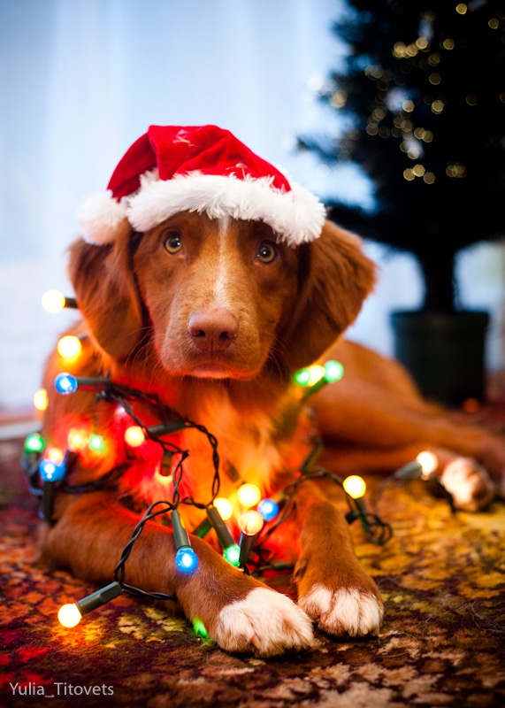 Well-Dressed Dogs Ready For Christmas - Dog Fancast