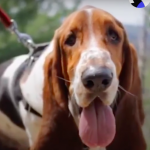 Basset Hound