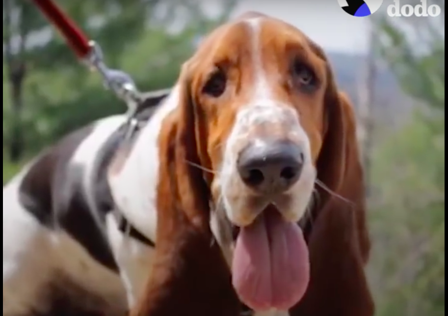 Basset Hound