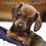 New Year's Resolutions For Dogs