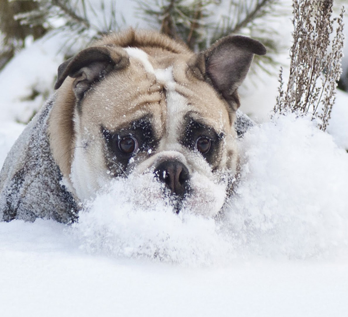 Dogs Playing in Snow Will Melt Your Heart - Dog Fancast