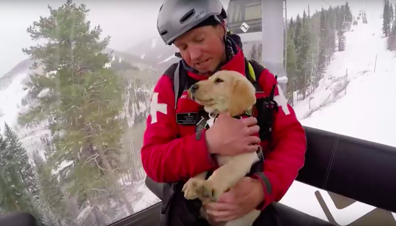 ski patrol dog