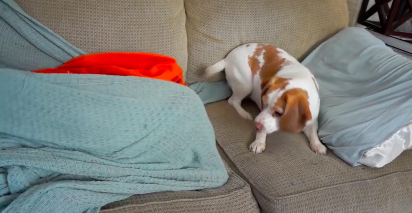 Dog Confused By Dog Hiding Under Blanket