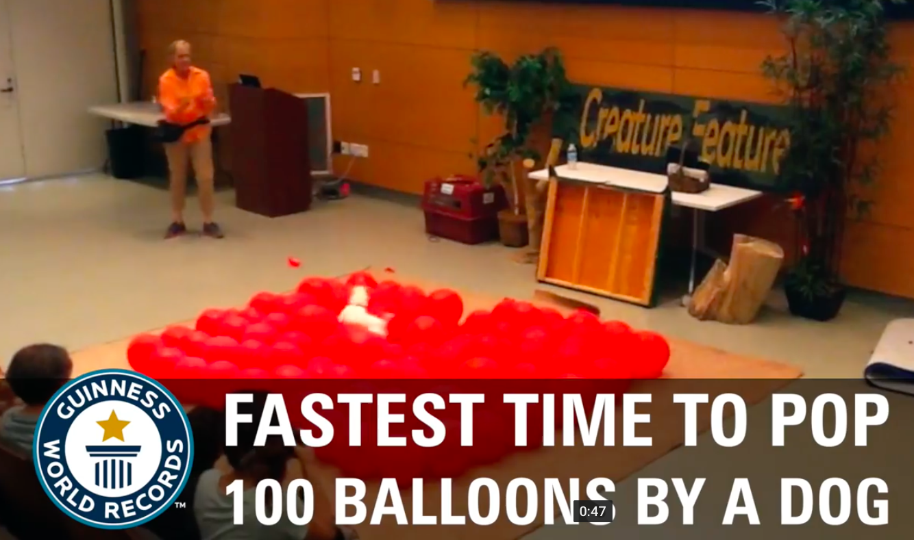 dog pops balloons